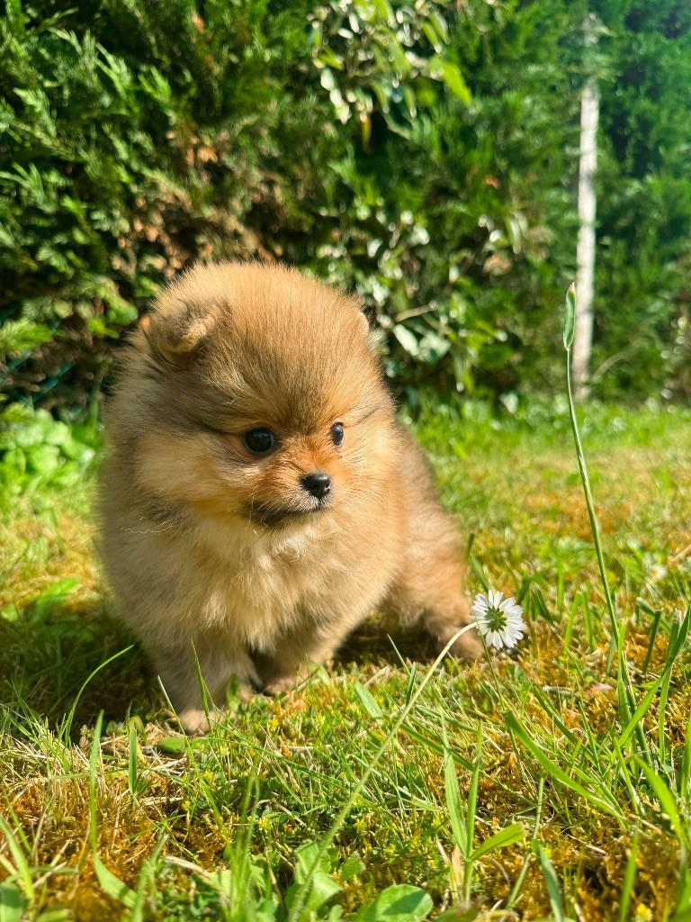 Of Victoria's Garden - Chiot disponible  - Spitz allemand