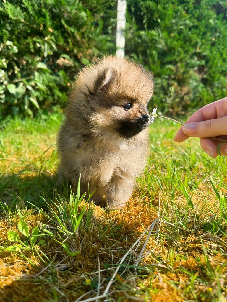 Of Victoria's Garden - Chiot disponible  - Spitz allemand