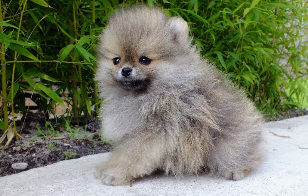 Of Victoria's Garden - Spitz allemand - Portée née le 25/05/2019